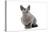 Russian Blue in Studio-null-Stretched Canvas