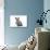 Russian Blue in Studio-null-Photographic Print displayed on a wall