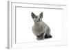 Russian Blue in Studio-null-Framed Photographic Print