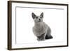 Russian Blue in Studio-null-Framed Photographic Print