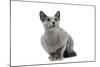 Russian Blue in Studio-null-Mounted Photographic Print