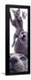 Russian Blue-null-Framed Poster