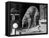 Russian Borzoi Statue-null-Framed Stretched Canvas