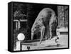 Russian Borzoi Statue-null-Framed Stretched Canvas