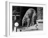 Russian Borzoi Statue-null-Framed Photographic Print