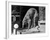 Russian Borzoi Statue-null-Framed Photographic Print