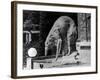 Russian Borzoi Statue-null-Framed Photographic Print