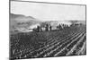 Russian Field Artillery in the Millet Field, Russo-Japanese War, 1904-5-null-Mounted Giclee Print