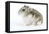 Russian Hamster in Studio-null-Framed Stretched Canvas