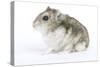 Russian Hamster in Studio-null-Stretched Canvas