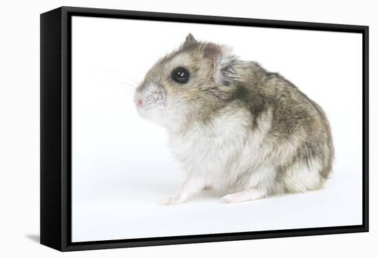 Russian Hamster in Studio-null-Framed Stretched Canvas