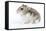 Russian Hamster in Studio-null-Framed Stretched Canvas