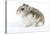 Russian Hamster in Studio-null-Stretched Canvas