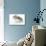 Russian Hamster in Studio-null-Photographic Print displayed on a wall