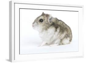 Russian Hamster in Studio-null-Framed Photographic Print