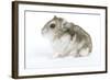 Russian Hamster in Studio-null-Framed Photographic Print