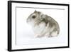 Russian Hamster in Studio-null-Framed Photographic Print