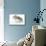 Russian Hamster in Studio-null-Mounted Photographic Print displayed on a wall