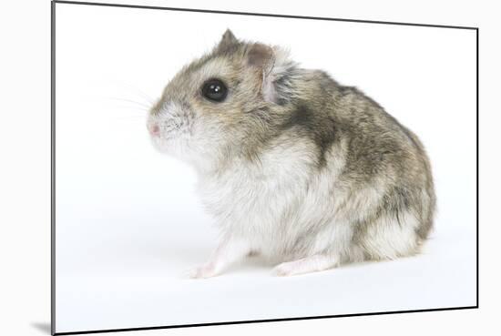 Russian Hamster in Studio-null-Mounted Photographic Print