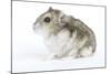 Russian Hamster in Studio-null-Mounted Photographic Print