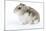 Russian Hamster in Studio-null-Mounted Photographic Print