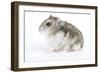 Russian Hamster in Studio-null-Framed Photographic Print