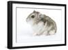 Russian Hamster in Studio-null-Framed Photographic Print