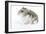 Russian Hamster in Studio-null-Framed Photographic Print