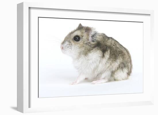 Russian Hamster in Studio-null-Framed Photographic Print