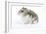 Russian Hamster in Studio-null-Framed Photographic Print