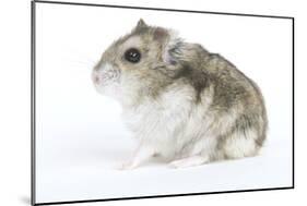 Russian Hamster in Studio-null-Mounted Photographic Print