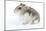 Russian Hamster in Studio-null-Mounted Photographic Print