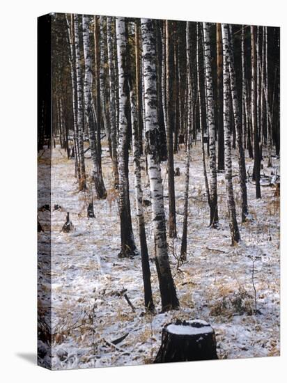 Russian Look of the Land Essay: Birch Trees in a Forest-Howard Sochurek-Stretched Canvas