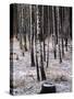 Russian Look of the Land Essay: Birch Trees in a Forest-Howard Sochurek-Stretched Canvas