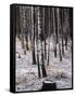 Russian Look of the Land Essay: Birch Trees in a Forest-Howard Sochurek-Framed Stretched Canvas