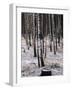 Russian Look of the Land Essay: Birch Trees in a Forest-Howard Sochurek-Framed Photographic Print