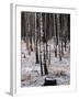 Russian Look of the Land Essay: Birch Trees in a Forest-Howard Sochurek-Framed Photographic Print