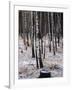 Russian Look of the Land Essay: Birch Trees in a Forest-Howard Sochurek-Framed Photographic Print