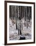 Russian Look of the Land Essay: Birch Trees in a Forest-Howard Sochurek-Framed Photographic Print