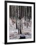 Russian Look of the Land Essay: Birch Trees in a Forest-Howard Sochurek-Framed Photographic Print