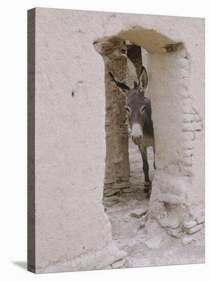 Russian Look of the Land Essay: Donkey Peering Out of Doorway at Merv-Howard Sochurek-Stretched Canvas