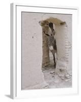 Russian Look of the Land Essay: Donkey Peering Out of Doorway at Merv-Howard Sochurek-Framed Photographic Print