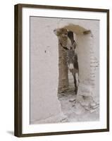 Russian Look of the Land Essay: Donkey Peering Out of Doorway at Merv-Howard Sochurek-Framed Photographic Print