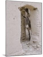 Russian Look of the Land Essay: Donkey Peering Out of Doorway at Merv-Howard Sochurek-Mounted Photographic Print