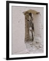 Russian Look of the Land Essay: Donkey Peering Out of Doorway at Merv-Howard Sochurek-Framed Photographic Print