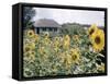 Russian Look of the Land Essay: Field of Blooming Sunflowers on Farm-Howard Sochurek-Framed Stretched Canvas