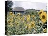 Russian Look of the Land Essay: Field of Blooming Sunflowers on Farm-Howard Sochurek-Stretched Canvas