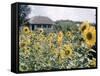 Russian Look of the Land Essay: Field of Blooming Sunflowers on Farm-Howard Sochurek-Framed Stretched Canvas
