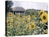 Russian Look of the Land Essay: Field of Blooming Sunflowers on Farm-Howard Sochurek-Stretched Canvas