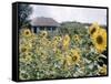 Russian Look of the Land Essay: Field of Blooming Sunflowers on Farm-Howard Sochurek-Framed Stretched Canvas